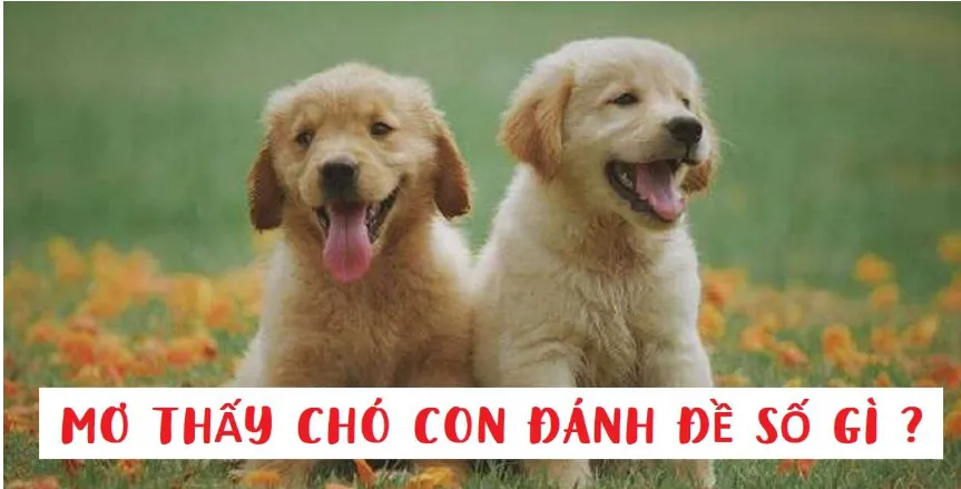 mơ thấy chó con